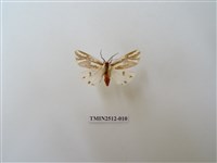 藏品(褐帶污燈蛾)的圖片